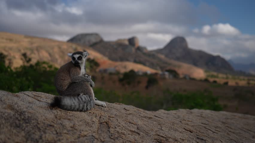 Madagascar wildlife. Monkey family, young cub. Madagascar wildlife, Ring-tailed Lemur, Lemur catta. Animal from Madagascar, Africa, orange eyes. Evening light sunset, Anja Nature Park. Monkey, sunset.