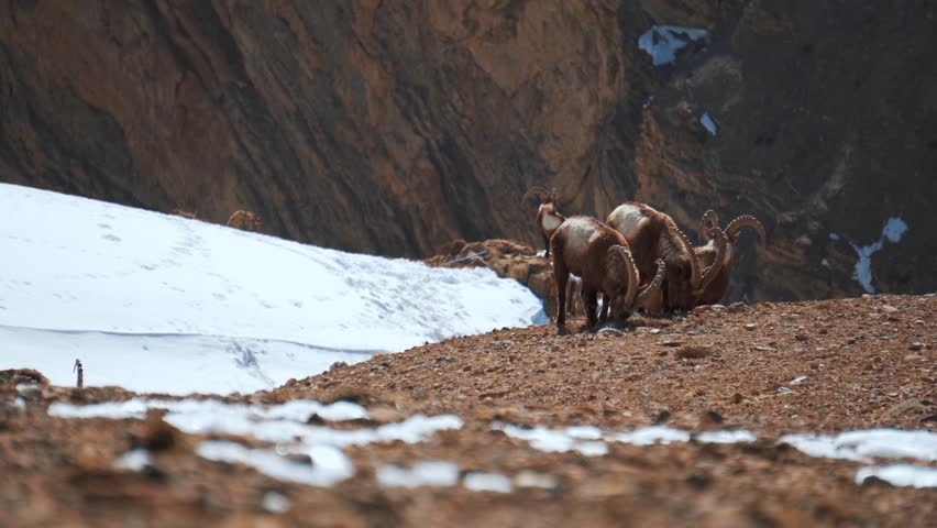 4K shot of Himalayan ibex, wild goat in the snowy mountain habitat, Spiti valley in Himalayas, India. Wild animals in extreme weather conditions of snowy Himalayas. 