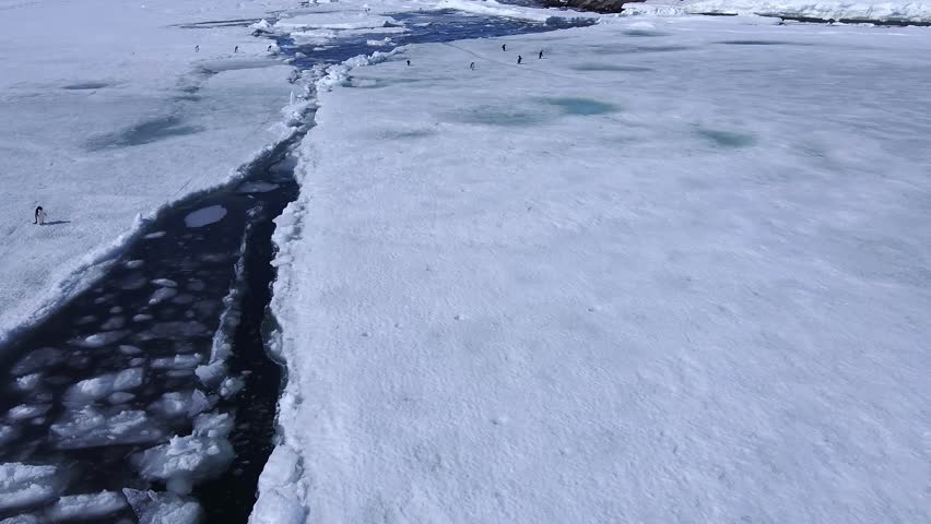 A population of penguins in spring in Antarctica. Family of penguins walk on a glacier along a river. Ice in ocean is melting. Aerial view.