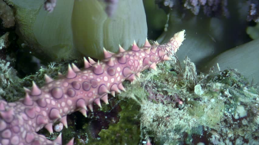 Explore a captivating close-up of the Gomophia egyptiaca sea star as it moves through the vibrant underwater world of the Red Sea, highlighting its unique features and stunning colors.