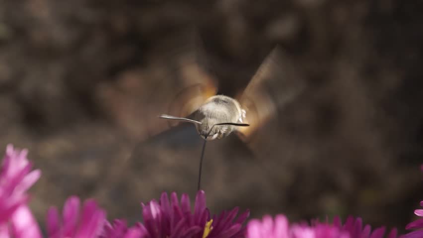 The hummingbird hawk-moth is a butterfly from the hawk moth family (Sphingidae). The hummingbird hawk-moth (Latin Macroglossum stellatarum) collects nectar from flowers. Autumn, October 2024.