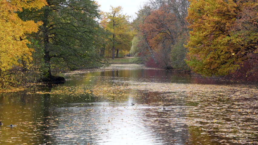 Serene autumn landscape golden leaves fall slowly delicately from trees into river in park. Change of seasons. Ducks peaceful swim surrounded by fall floating foliage in forest. Autumn beauty concept.