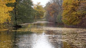 Serene autumn landscape golden leaves fall slowly delicately from trees into river in park. Change of seasons. Ducks peaceful swim surrounded by fall floating foliage in forest. Autumn beauty concept. - Powered by Shutterstock - Get 15% off with code: PIKWIZARD15