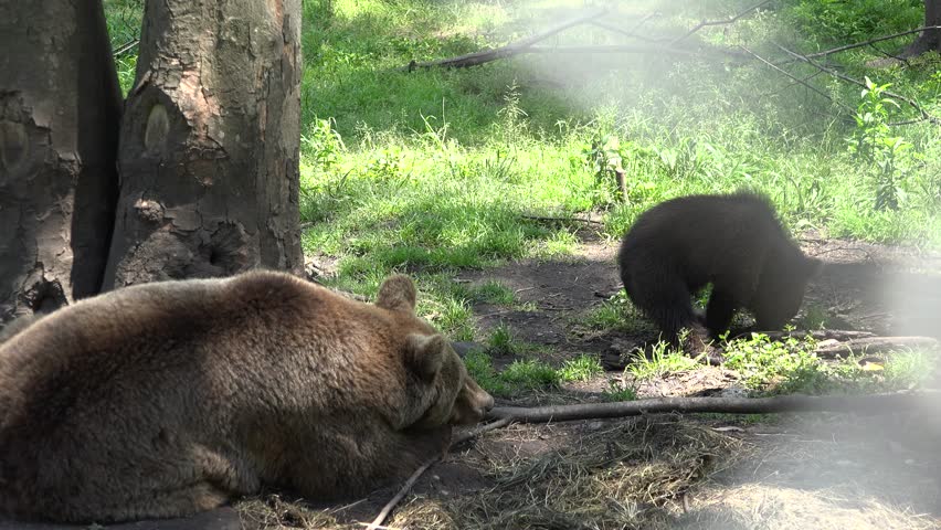 Brown bear cub digging for food near his mother resting
