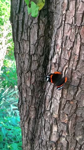A butterfly flutters its wings. Orange black white colors pattern on the wings of a butterfly. High quality FullHD footage. High quality video.