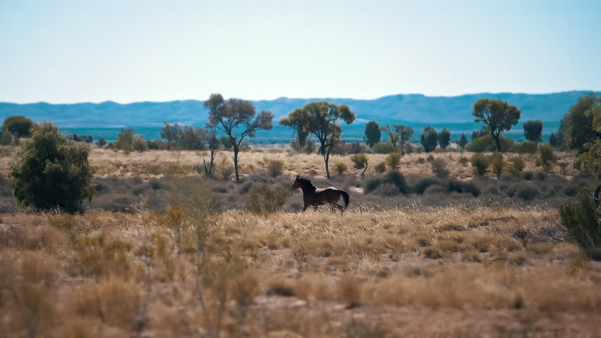 horses in Red center Australia, Uluru, Alice springs