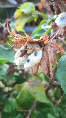 Red cotton bug ( Dysdercus cingulatus), Red cotton bugs are active on cotton leave | Serangga kapas sedang aktiv di dedaunan. 30 Oktober 2024