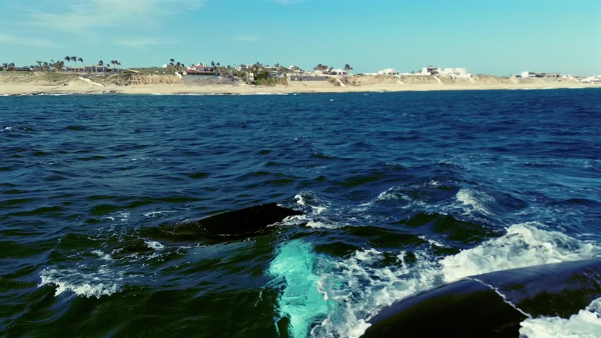 Witness the majestic sight of whales swimming and breaching in the ocean. These magnificent creatures display their power and grace as they leap out of the water, creating a stunning spectacle