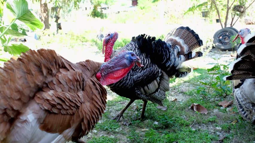 Portrait of Big Turkey makes furry. Turkey cock birds on the garden farm.