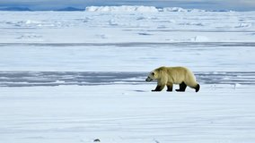 A polar bear walks across a snowy landscape, highlighting the Arctic environment - Powered by Shutterstock - Get 15% off with code: PIKWIZARD15