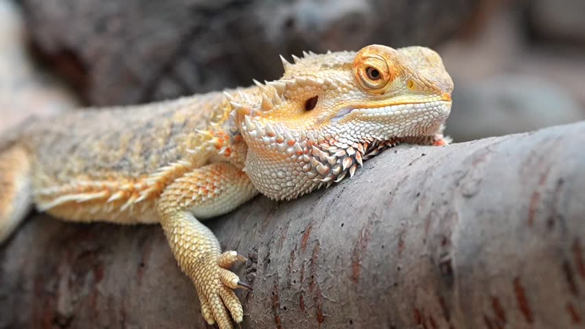 Bearded Dragon Relaxing on a Branch - 120fps Slow Motion Footage