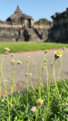 Flowers around Sambisari Temple in, Sleman, Yogyakarta, Indonesia during a sunny afternoon