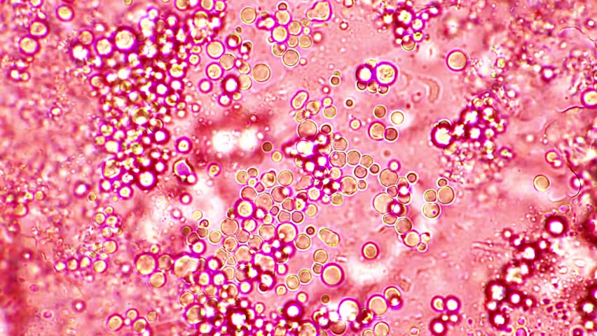 Microbiome intestine factories microbiota.Many microbes under a microscope close up.Realistic molecular cells and bacterium colony. Macro medicine microbes. Bacterial immune.3d animation - Powered by Shutterstock - Get 15% off with code: PIKWIZARD15