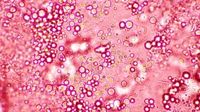 Microbiome intestine factories microbiota.Many microbes under a microscope close up.Realistic molecular cells and bacterium colony. Macro medicine microbes. Bacterial immune.3d animation - Powered by Shutterstock - Get 15% off with code: PIKWIZARD15