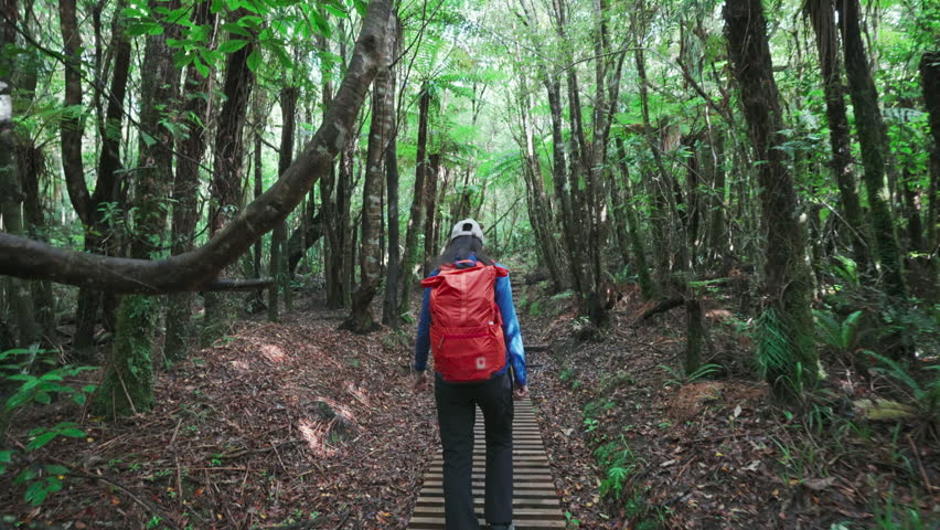 Asian hiker woman hiking in old growth forest during summit track at Egmont national park, North island of New Zealand