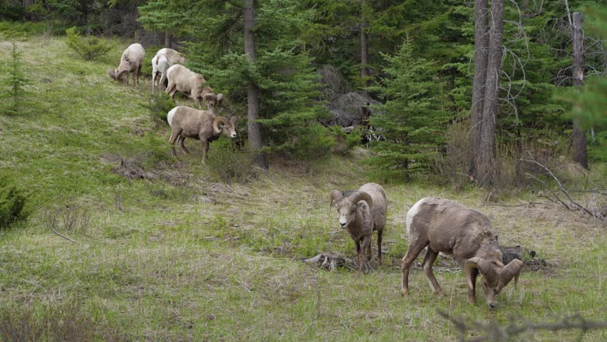 A group of Bighorn Sheeps (ram,male) foraging in forest in summer. Jasper National Park, Alberta, Canada. Canadian Rockies.
