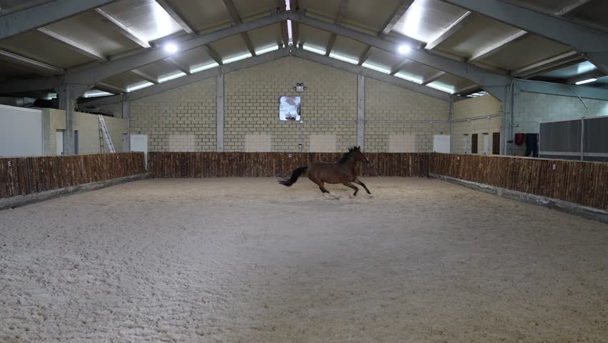 Majestic bay horse captured in mid-trot within the confines of an indoor sandy arena, exhibiting its natural elegance