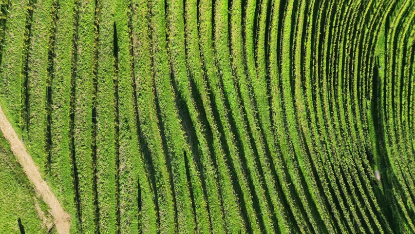 Aerial view of lush vineyard with rows of grapes on a hillside, Leibnitz, Austria.