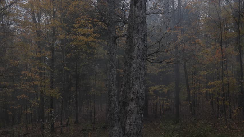 Misty Dark Forest with Autumn Leaves