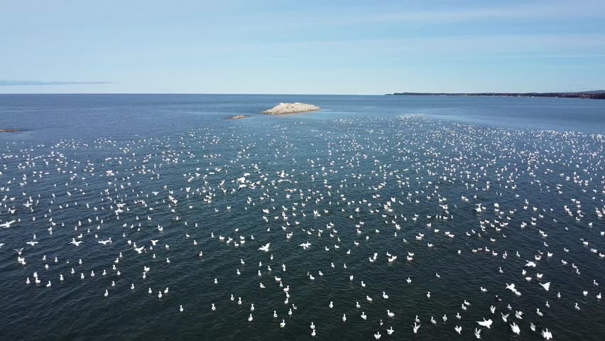 Thousands of white snow geese take flight as a drone flies over a rock in a quiet bay. Parc Rivière Mitis, Saint Lawrence River, Quebec, Canada.
