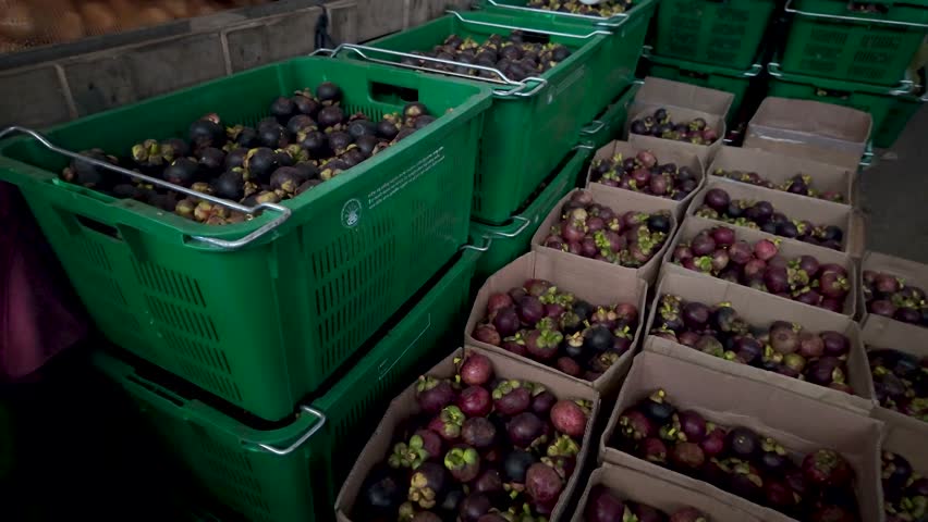 Abundant fresh mangosteen fruits are organized in green crates and cardboard boxes at a bustling market in Sri Lanka, showcasing a vivid scene of local produce and trade.