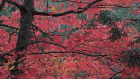 Stunning Autumn Foliage in Canada - Powered by Shutterstock - Get 15% off with code: PIKWIZARD15