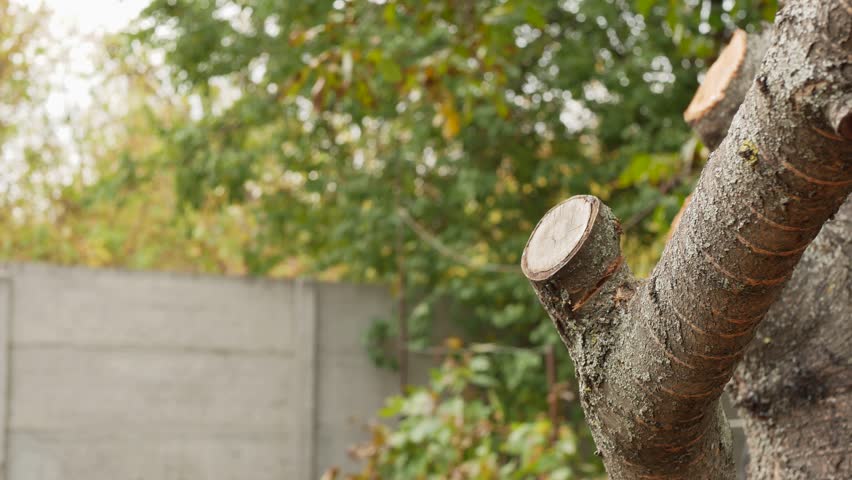 Man cutting a branch. Gardening