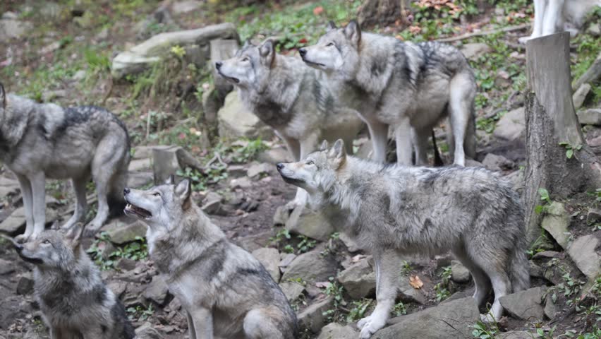 Majestic Wolf Pack in Natural Habitat | Wildlife Stock Video
