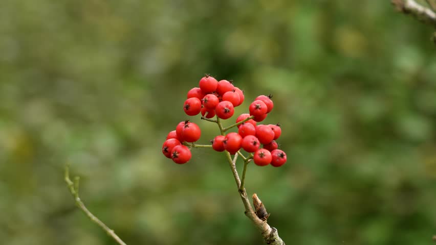Mountain ash or rowan red mature berries on a october tree branch close up in autumn