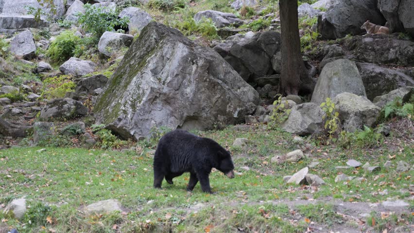 Black Bear Resting and Observing in the Wild