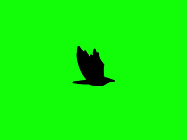 Animation of a crow silhouette isolated by a green background