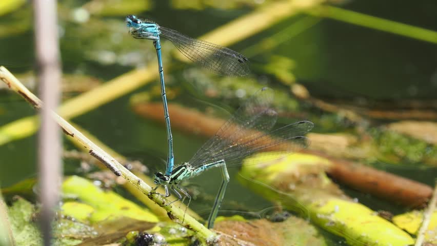 A closeup footage of a female damselfly lays eggs, while the male keeps other potential mates away by remaining clasped to the female