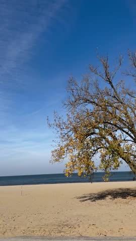 Tree on the beach in fall