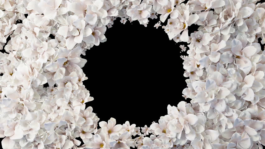 Floral frame of soft white and pink flowers surrounds a central black space, creating an elegant, romantic feel. Alpha, 4k animation.