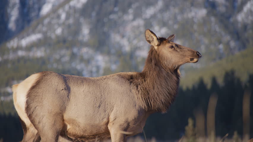 Elk at sunset with mountains in the background. Slow motion. 