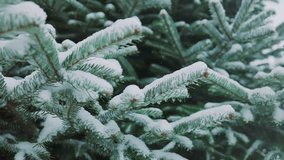 Closeup snow-covered spruce branch with little green needles. White fluffy snow lying on fir twig. Snowbound conifer tree swaying on cold wind. Beautiful landscape in frozen forest frosty winter day - Powered by Shutterstock - Get 15% off with code: PIKWIZARD15