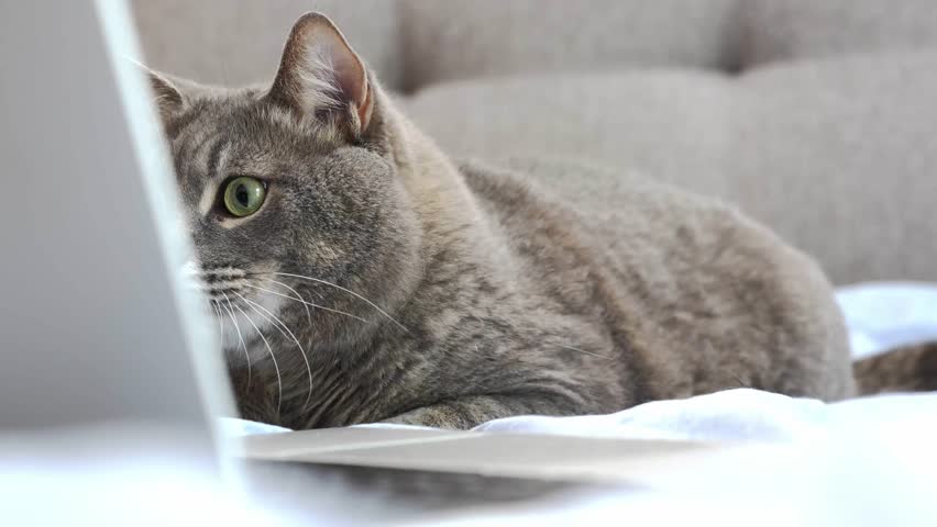 cat with laptop on a sofa, expressive eyes of a cat looking at the laptop, reading something interesting 