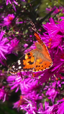 Butterfly painted lady -Vanessa cardui- collects nectar from autumn flowers Aster