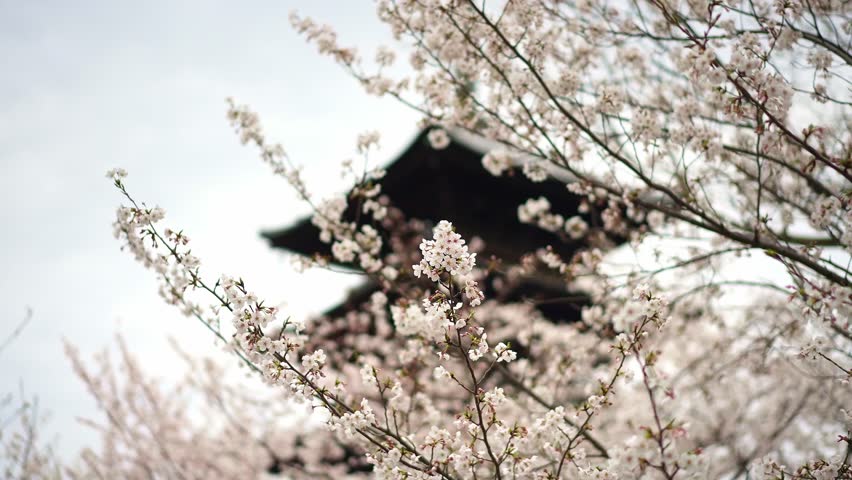 Sakura flowers cherry blossom. Toji Temple Buddhist temple in Kyoto, Japan. Popular tourist destination, iconic Japanese tourism landmark. 