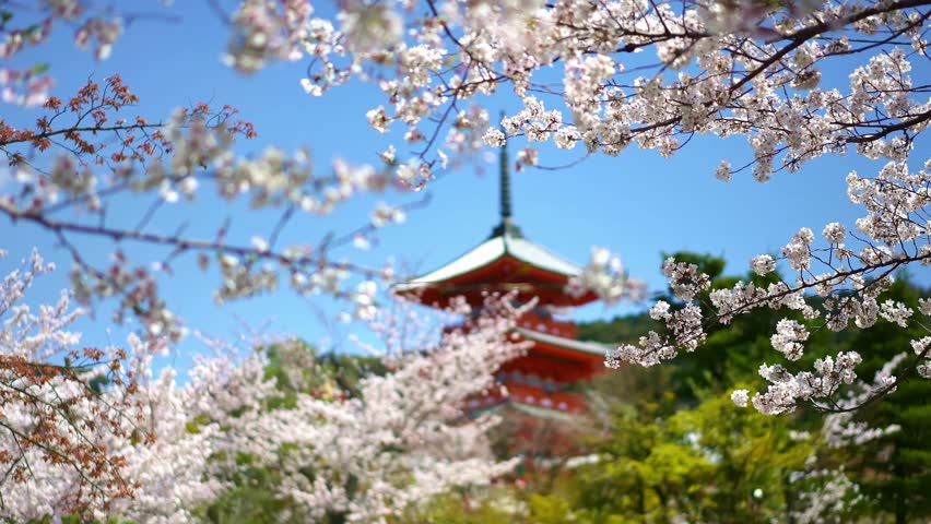 Sakura flowers cherry blossom. Kiyomizu Temple in Kyoto, Japan. Sakura season in Japan, popular tourist destination.