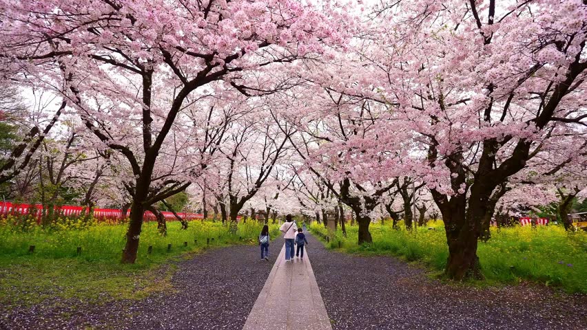 Sakura flowers cherry blossom in Kyoto, Japan. Sakura spring season in Japan, popular tourist destination. iconic Japanese tourism landmark. 
