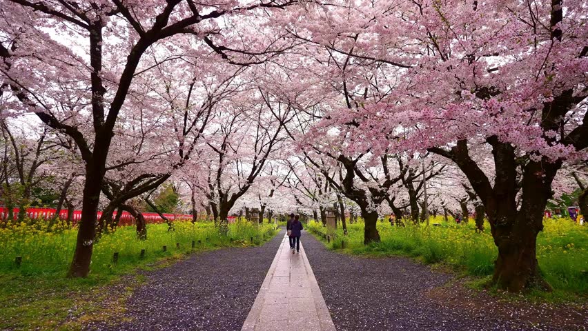 Sakura flowers cherry blossom in Kyoto, Japan. Sakura spring season in Japan, popular tourist destination. iconic Japanese tourism landmark. 