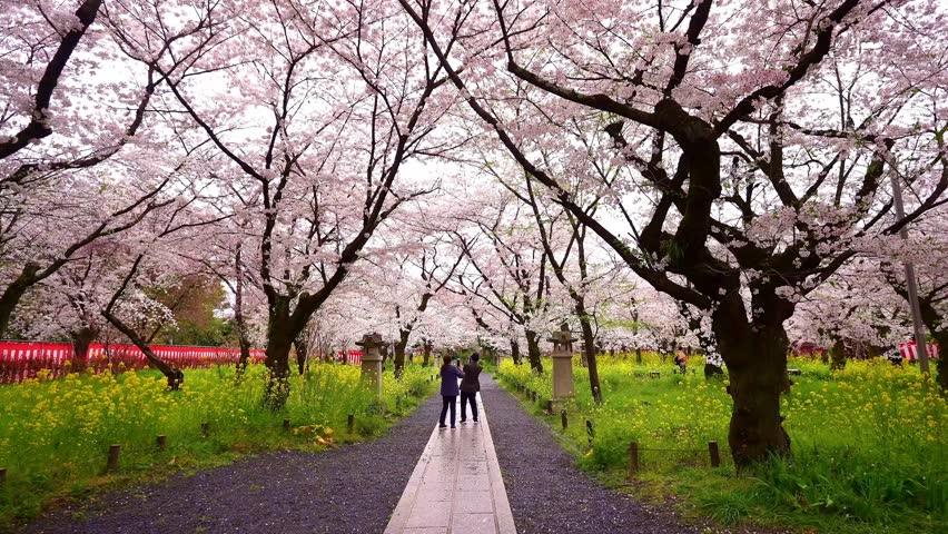 Sakura flowers cherry blossom in Kyoto, Japan. Sakura spring season in Japan, popular tourist destination. iconic Japanese tourism landmark. 