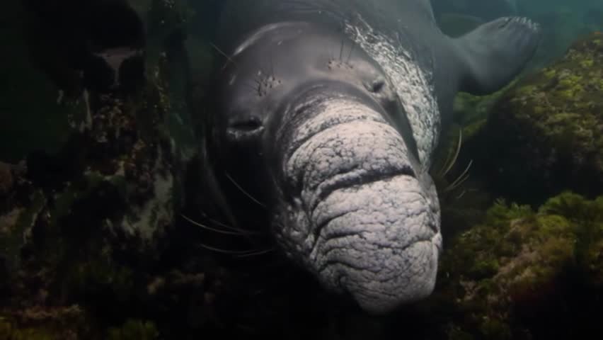 close up of a elephant seals