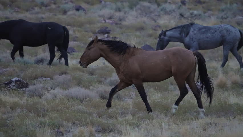 Wild horse running in slow motion in the desert of Utah.