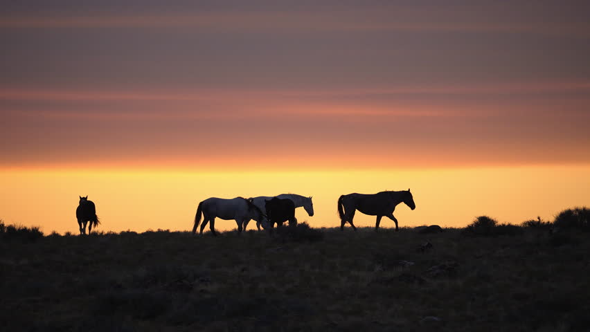 Wild horse walking on the horizon silhouetted against a colorful sunset in the Utah desert.