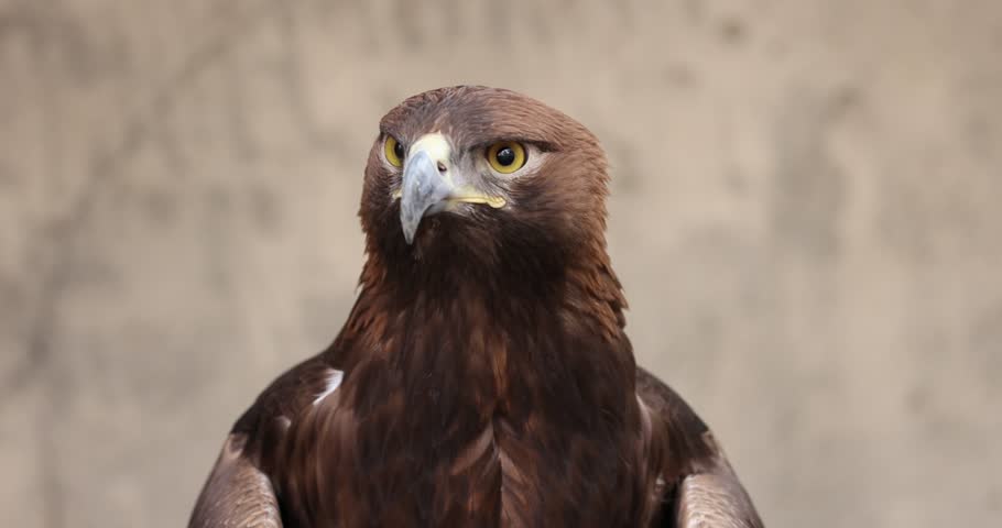 Golden Eagle (Aquila chrysaetos) bird of prey close up detailed shot