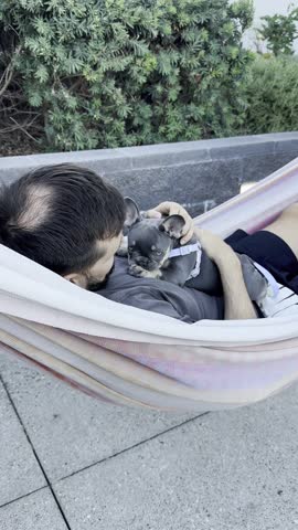 A man lies in an offside hammock on the terrace near the house with a French bulldog puppy, petting the puppy, family time together