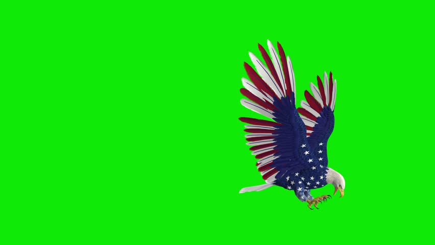 Shutterstock Video