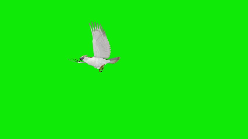 Great Philippine Eagle - Crested Raptor Bird - Flying Over Green Screen Transition - V - Realistic 4K UHD 3D animation isolated on chroma key background